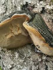 Phellinus
