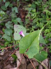 Ipomoea dumetorum