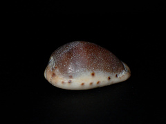 Erronea xanthodon