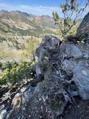 Cercocarpus intricatus