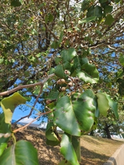 Pyrus
