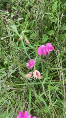 Lathyrus