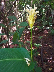 Goeppertia marantifolia