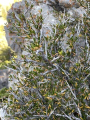 Cercocarpus intricatus