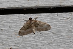 Euphyia intermediata