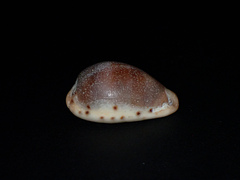 Erronea xanthodon