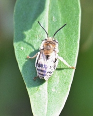 Anthophora urbana