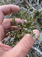 Cercocarpus intricatus