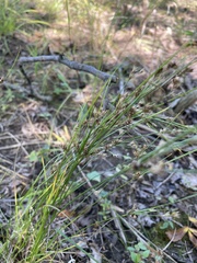 Juncus tenuis