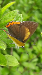 Heliophorus brahma