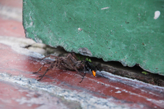 Tachypompilus analis