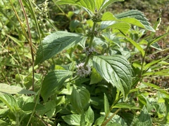 Mentha arvensis