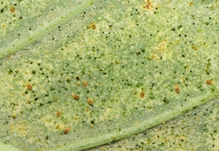 Acariformes