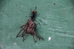 Tachypompilus analis