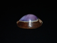 Monetaria caputserpentis