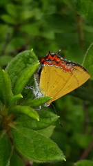Heliophorus brahma