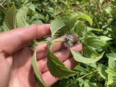 Mentha arvensis