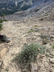 Astragalus kentrophyta