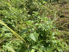 Mentha arvensis