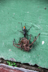 Tachypompilus analis