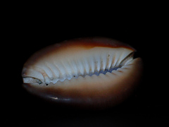 Monetaria caputserpentis