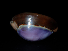 Monetaria caputserpentis