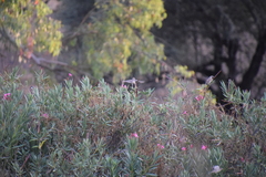 Passer hispaniolensis