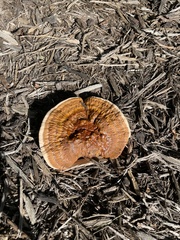Ganoderma