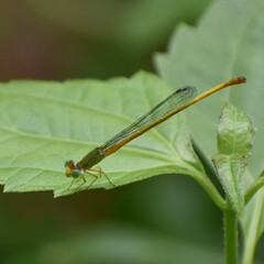 Ceriagrion coromandelianum