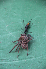 Tachypompilus analis