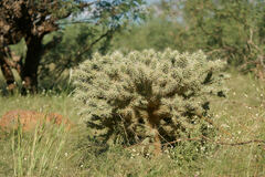 Cylindropuntia fulgida