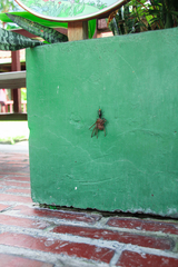 Tachypompilus analis