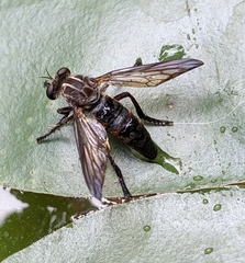 Heteropogon macerinus
