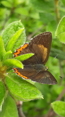Heliophorus brahma