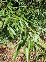Phyllostachys aurea