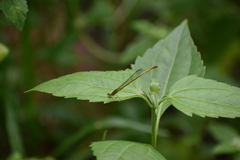Ceriagrion coromandelianum
