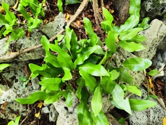 Polypodiaceae