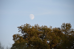 Quercus rotundifolia