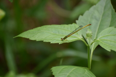 Ceriagrion coromandelianum