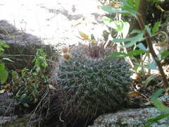 Mammillaria