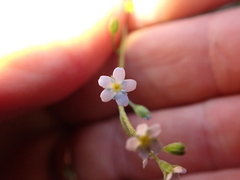 Myosotis laxa
