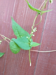 Fallopia