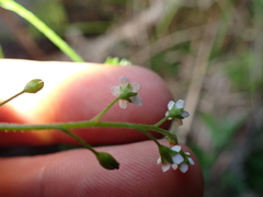 Myosotis laxa