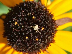 Misumessus oblongus