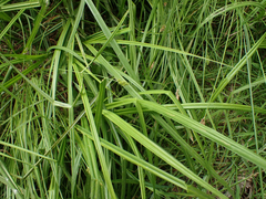 Carex arcta