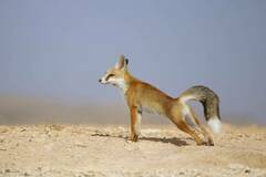 Vulpes vulpes barbara