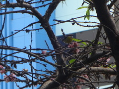 Coereba flaveola pacifica