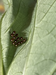 Acanthocoris sordidus