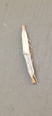 Agriphila vulgivagellus