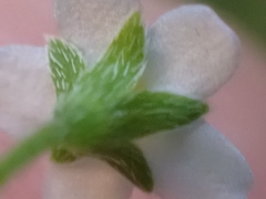 Myosotis laxa